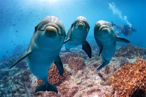 Dolphin swimming in the ocean