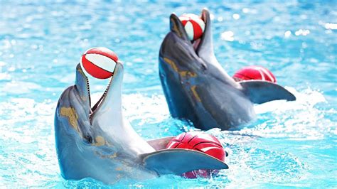 Dolphin tourism and ecotourism