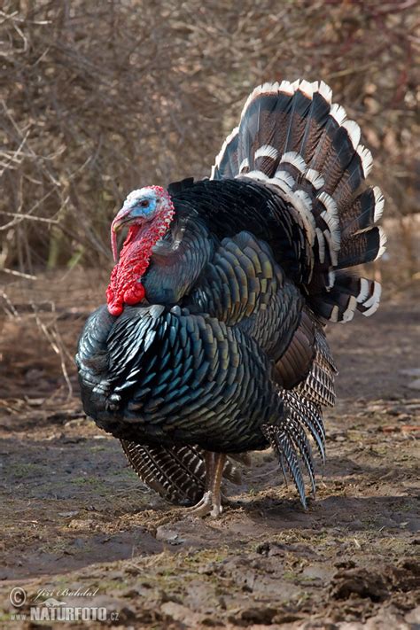 A domesticated turkey in a farm