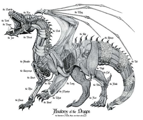 Dragon body proportions