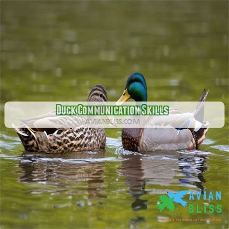 Duck Communication and Social Behavior