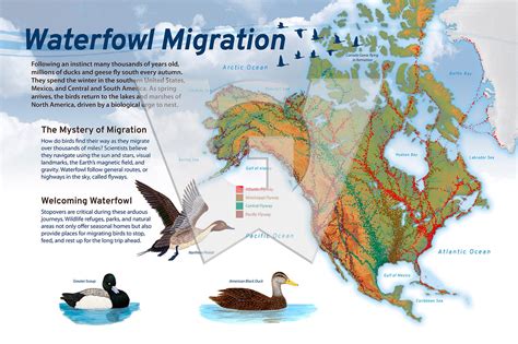 Duck Migration