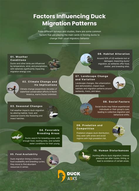 Duck Migration Patterns