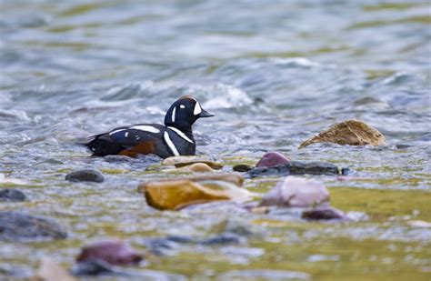 Duck Research