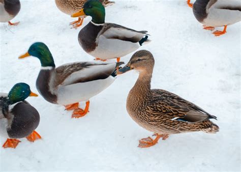 Duck Social Behavior