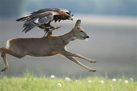 Eagle Adult Hunting