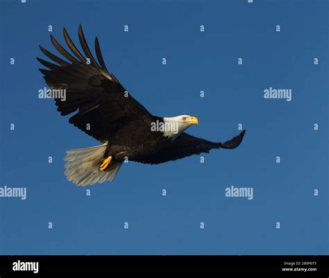 Eagle Adult Soaring