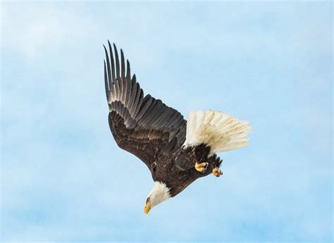 Eagle dive-bombing its prey