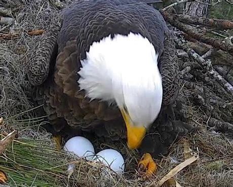 Eagle Egg Incubation