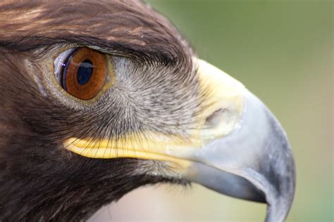 Close-up of an Eagle's Eye