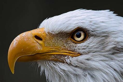 Eagle Eyesight