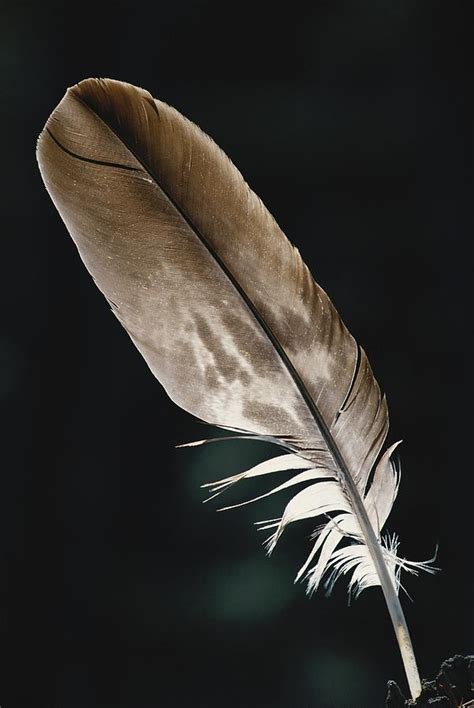 Eagle's feathers on wing