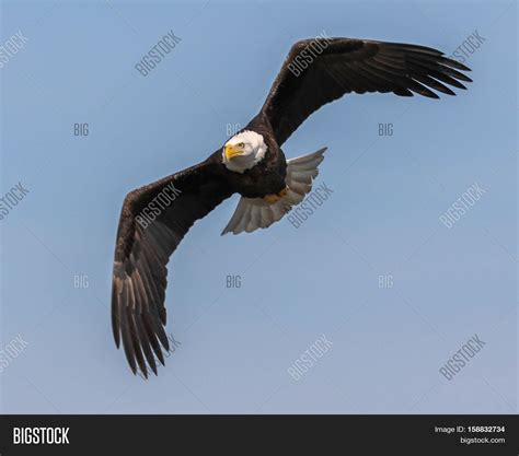 Eagle flapping its wings