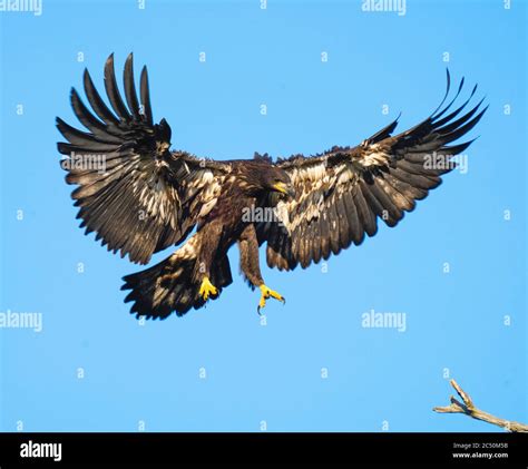 Eagle Fledging