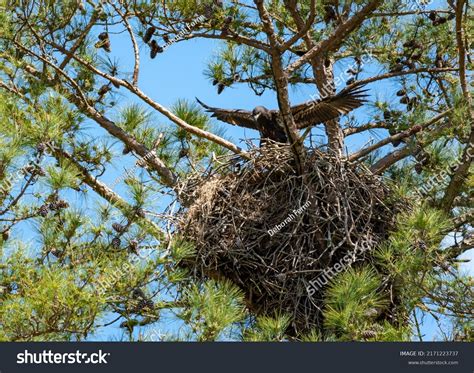 Eagle Fledging from Nest