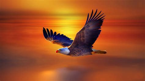 Eagle in flight, soaring through the sky