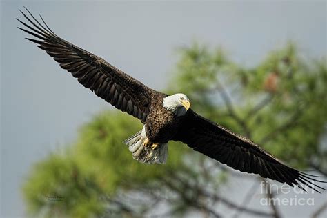 Eagle gliding through the air