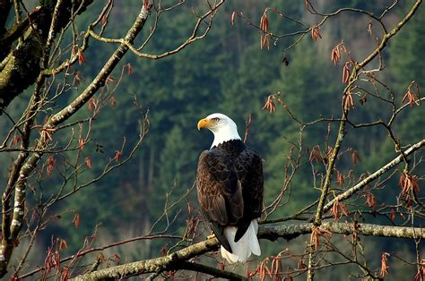 Eagle Habitat