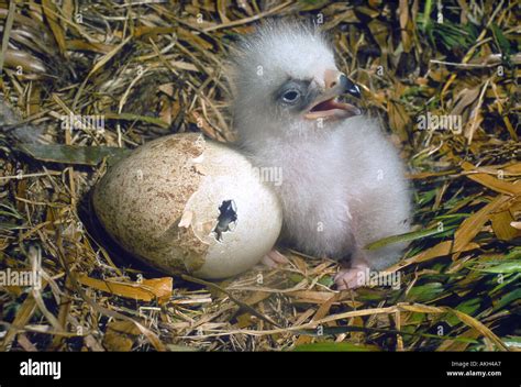 Eagle Hatching from Egg