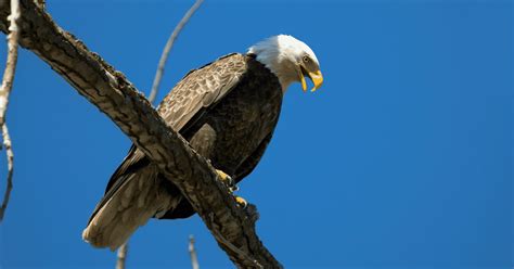 Eagle Hunting Strategies