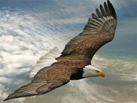 Eagle in flight, wings spread wide