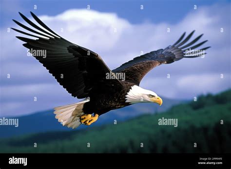 Eagle in Flight