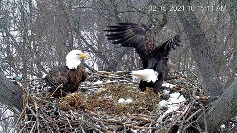 Eagle Incubation