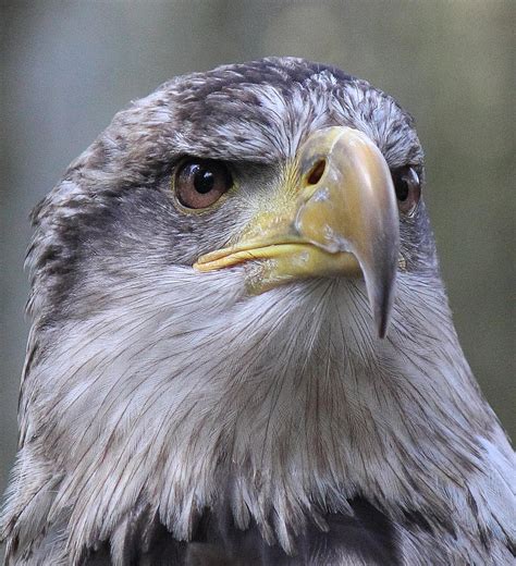 Eagle Juvenile