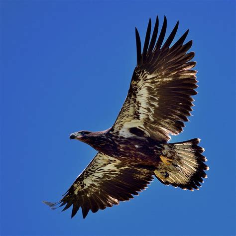 Eagle Juvenile in Flight