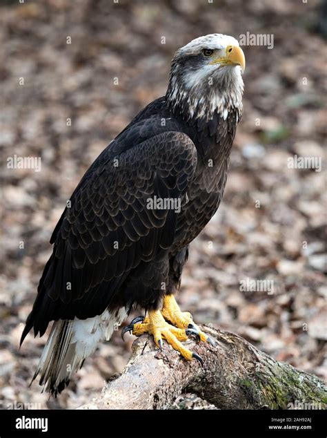 Eagle Juvenile Perched