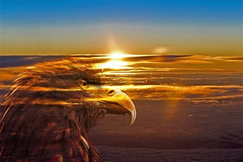 Eagle Perched Atop a Mountain