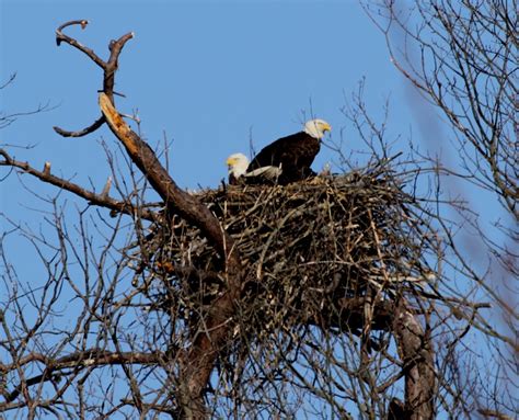 Eagle Nest with Eaglets