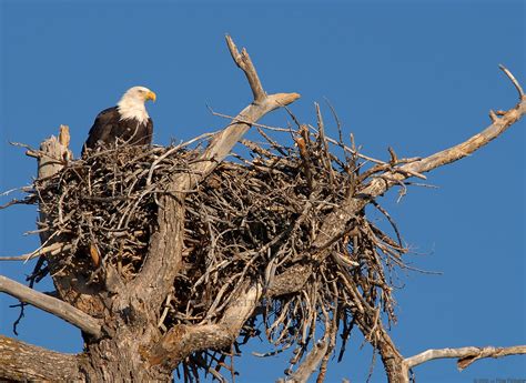 Eagle Nestling