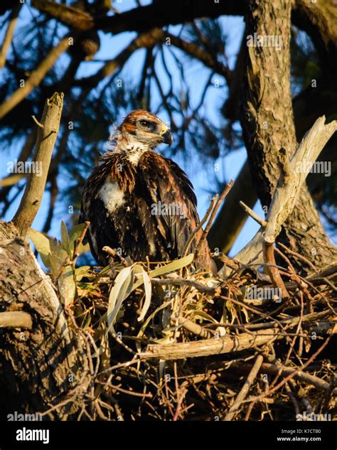 Eagle Nestling in Nest