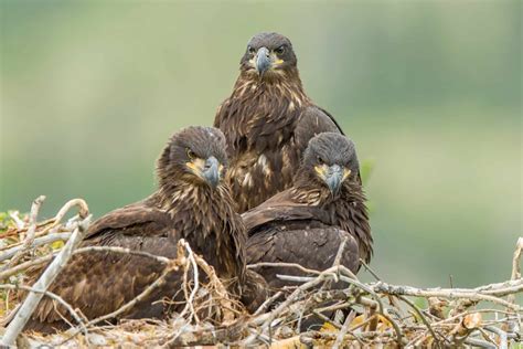 Eagle Parents with Juvenile