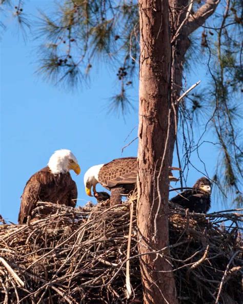 Eagle Parents with Nestlings