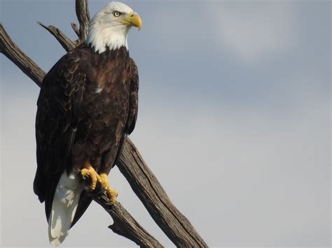 Eagle perched on a branch