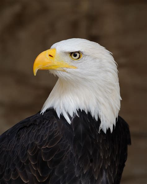 Close-up Portrait of an Eagle