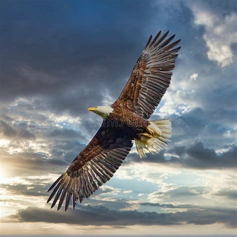 Eagle soaring through the sky