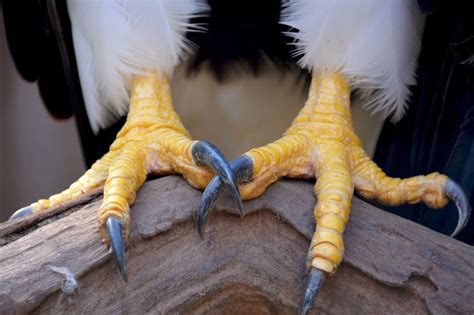 Close-up of an Eagle's Talons