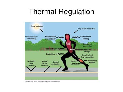 Eagle Thermal Regulation