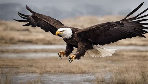 Eagle's broad wingspan in flight