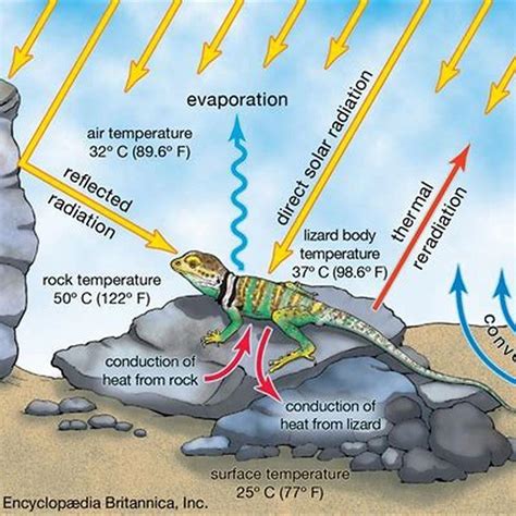 Eagles Desert Temperature Regulation