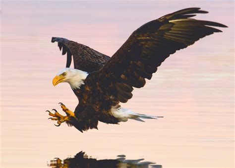 Eagle dynamic soaring