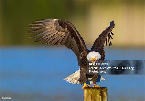 Eagle flapping wings