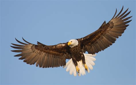 Eagle flying high