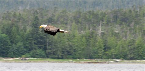 Eagle gliding free