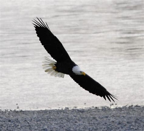 Eagle gliding long