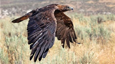 Eagles in Desert