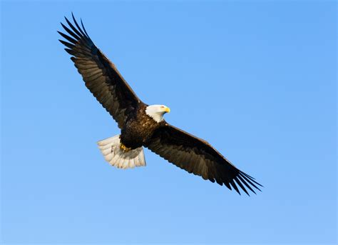 Eagle soaring to great heights